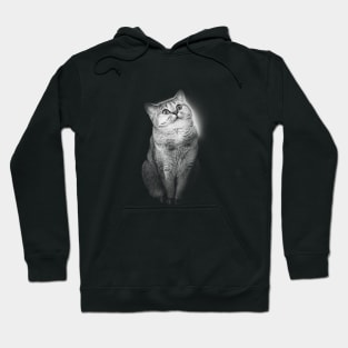 Aww Cute Kitty Enlightenment Hoodie